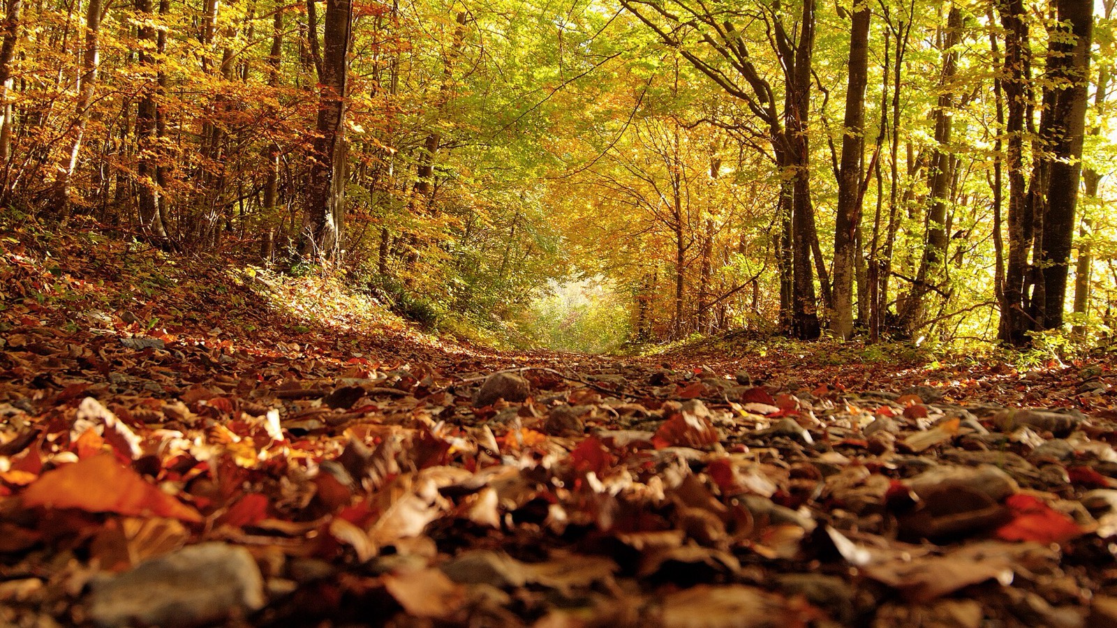 Un chemin de forêt couvert de feuilles mortes dans la lumière dorée d’octobre. Crédit Photo : Krystall363, licence CC BY-SA 4.0).